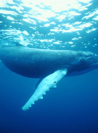 Humpback Whale, Coffs Harbour