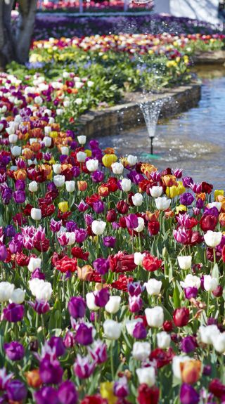 Tulip Time Festival in Corbett Gardens, Bowral