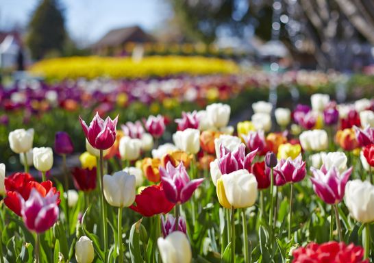 Tulip Time, Bowral