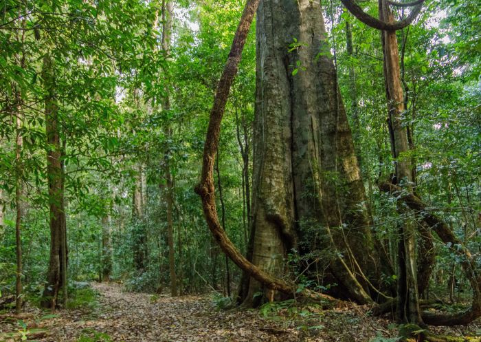 Mountain Brush circuit Tapin Tops National Park - Credit: John Spencer | DCCEEW