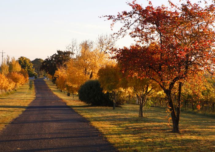 Orchard in autumn, Orange Orchard in autumn, Orange
