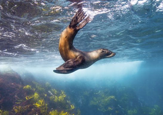 Seal swimming off Montague Island near Narooma on the NSW South Coast