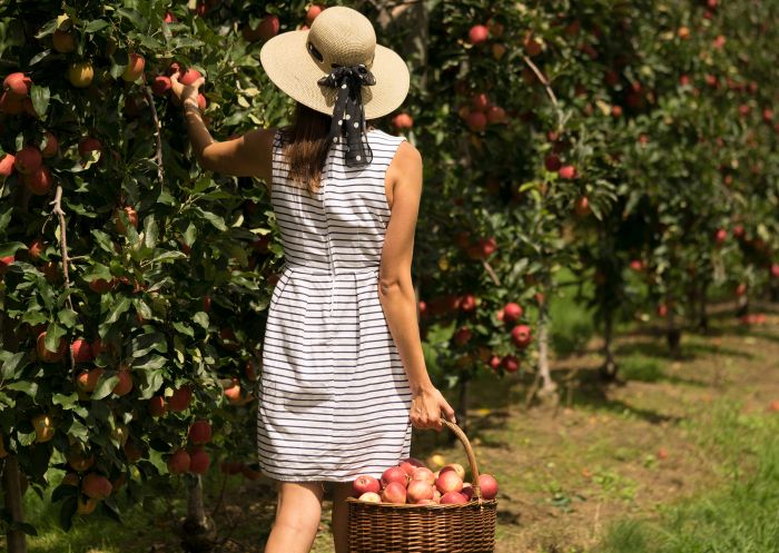 Woman collecting apples at Glenbernie Orchard, Darkes Forest 
