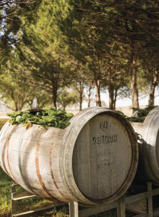 Barrels in Lowe Wines - Mudgee, Country NSW