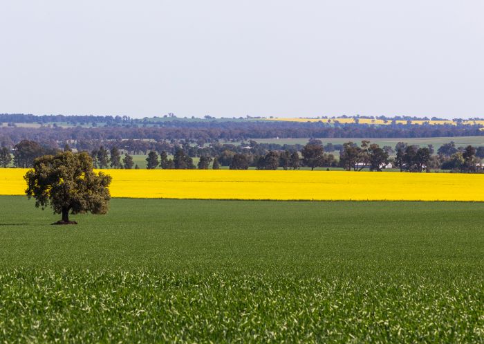 Golden canola fields along the Canola Trail, Coolamon