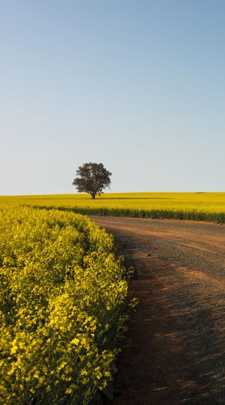 Canola Trail, Temora