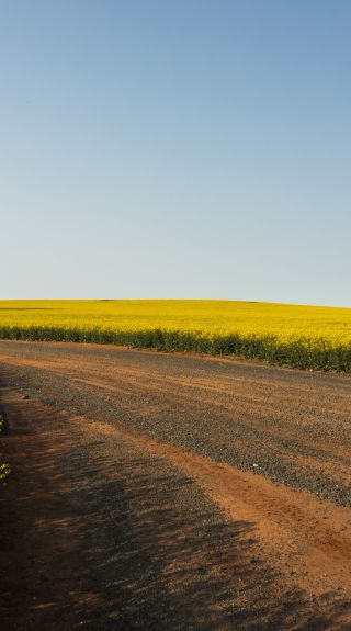 Canola Trail, Temora