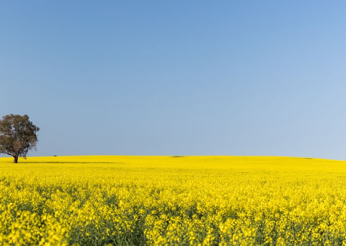 Canola Trail in Temora