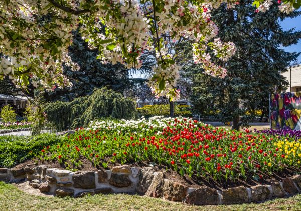 Tulip Time Festival - Bowral