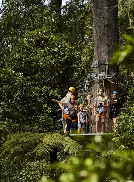 Illawarra Fly Treetop Adventures, Knights Hill - Illawarra