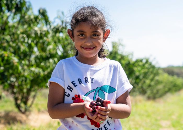 Young girl enjoying a day of cherry picking at Allambie Orchard, Wombat