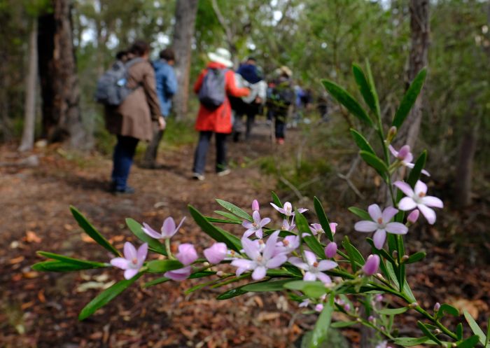 Muogamarra Nature Reserve, Cowan - Credit: Elinor Sheargold/DCCEEW Group on a tour of Muogamarra Nature Reserve, Cowan