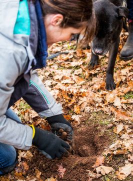 Truffle dog handler smelling a freshly harvested truffle, Borrodell Vineyard, Canobolas