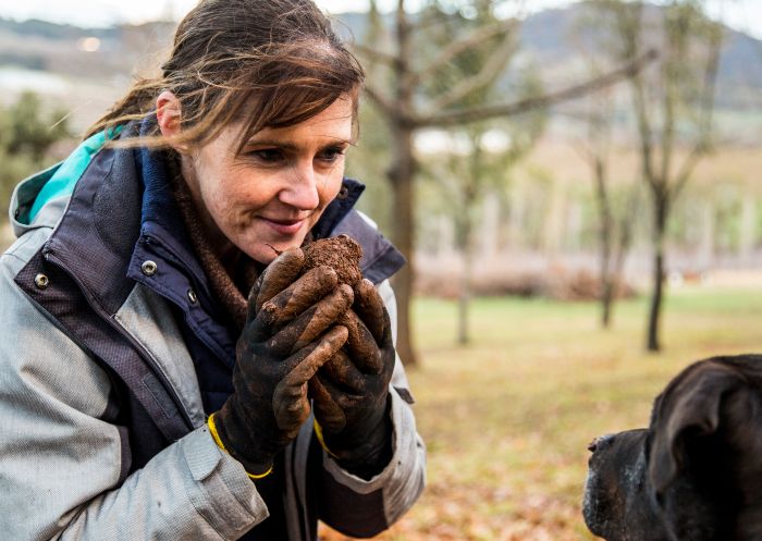 Borrodell Vineyard, Canobolas Truffle dog handler smelling a freshly harvested truffle at Borrodell Vineyard, Canobolas