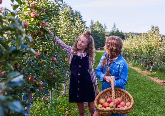 Young girls enjoying a day of apple picking at Shields Orchard, Bilpin