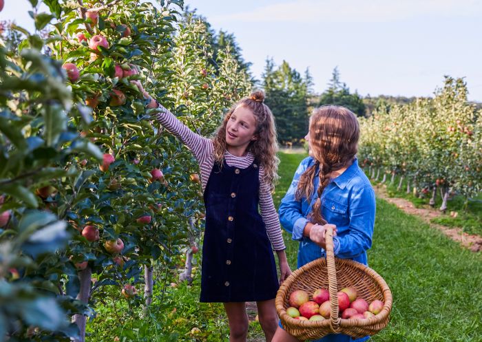Young girls enjoying a day of apple picking at Shields Orchard, Bilpin