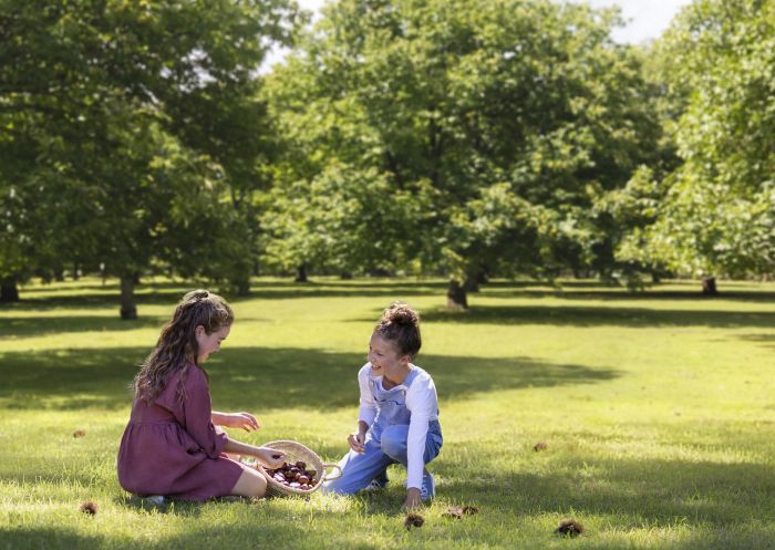 Children enjoying a day of chestnut picking at Nutwood Farm, Mount Irvine