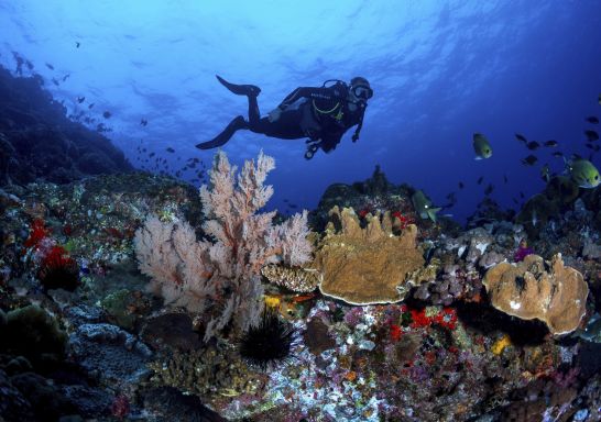 Scuba diver exploring the coral gardens surrounding Lord Howe Island