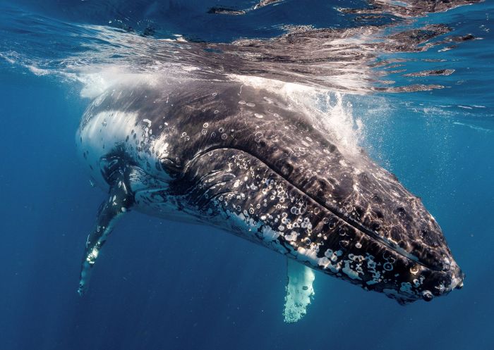  Humpback whale migrating off the south coast of NSW near Jervis Bay, South Coast