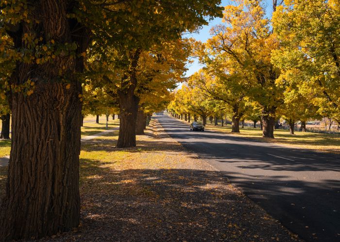 Autumn trees lining a road, Armidale Autumn trees lining a road, Armidale