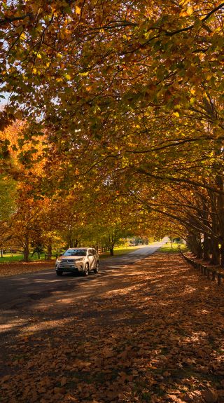 Millbrook Park, Tenterfield