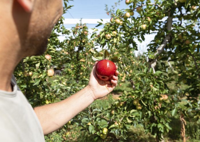 Man picking an apple off a tree at a farm in Tumbarumba