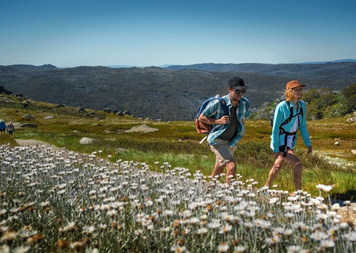 Wildflowers, Kosciuszko National Park - Credit: Thredbo Wildflowers at Kosciuszko National Park, Snowy Mountains