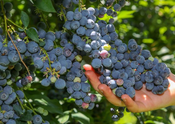 Berries at Clyde River Berry Farm, Mogood