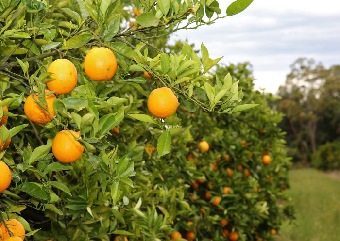 Orange tree in the orchard at Meliora Farm, Peats Ridge