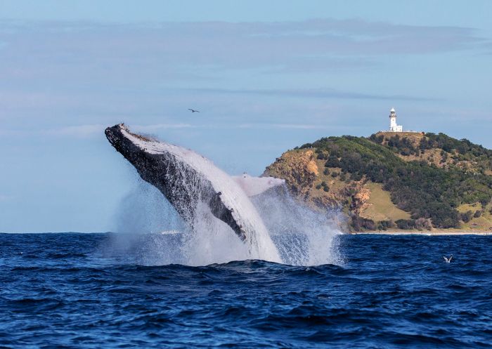 Whale breaching, Byron Bay - Credit: Wild Byron