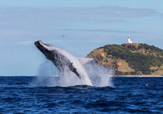 Whale breaching, Byron Bay - Credit: Wild Byron