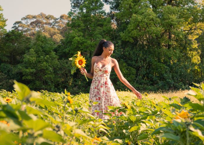 Bloom Barn, Peats Ridge Woman walking among the sunflowers at Bloom Barn, Peats Ridge