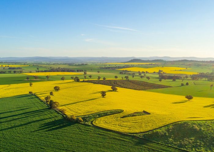The view of the canola fields in Cowra - Credit: Cowra Tourism Corporation