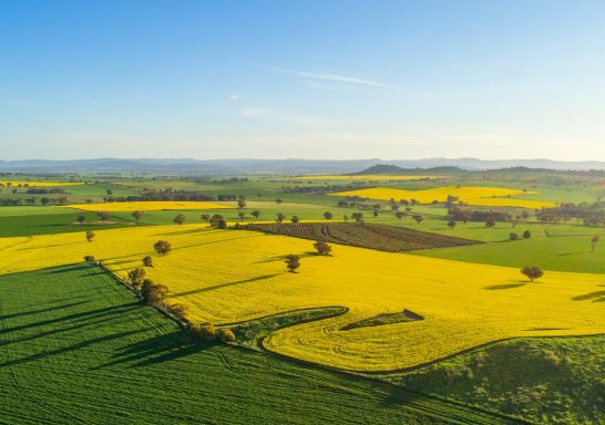 The view of the canola fields in Cowra - Credit: Cowra Tourism Corporation