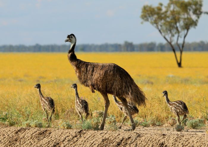 Toorale National Park, Bourke - Credit: Nicola Brookhouse/DPE Emu and chicks walking among billy buttons at Toorale National Park in Bourke area, Outback NSW