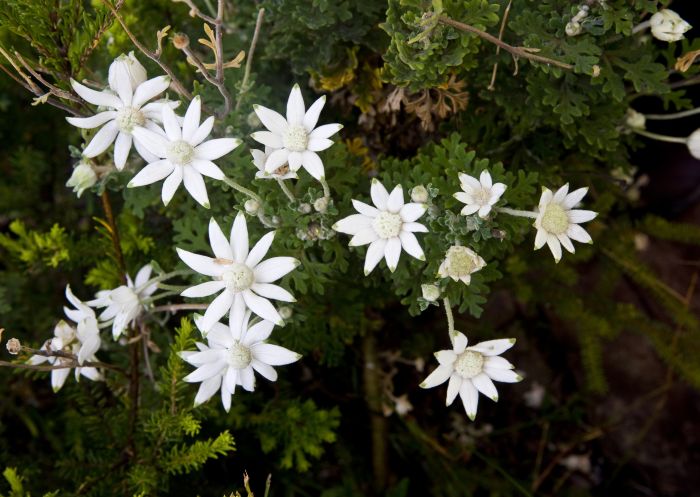 Bouddi National Park, Gosford - Credit: Michael Van Ewijk/DPE Flannel Flowers at Bouddi National Park in Gosford, Central Coast