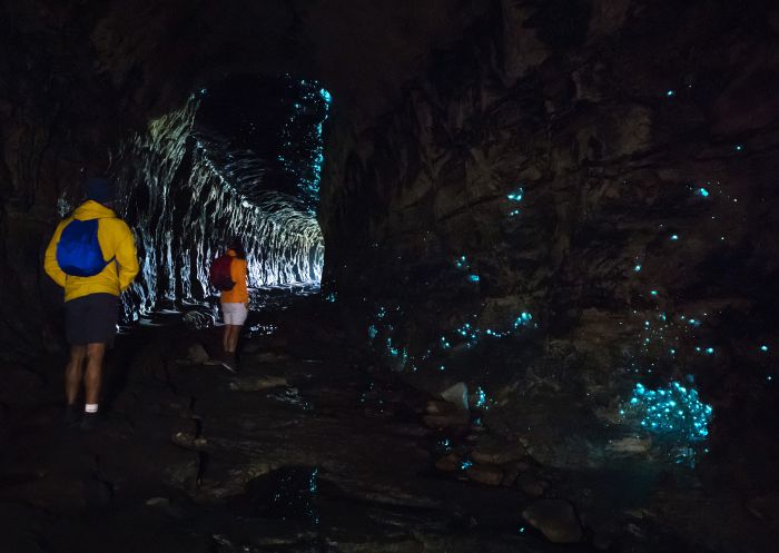 Glow worm tunnel, Wollemi National Park - Credit: Daniel Tran, DPE Glow worm tunnel, Wollemi National Park