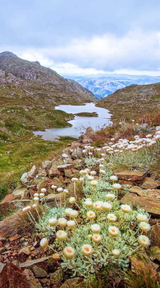 Main Range walking track, Kosciuszko National Park