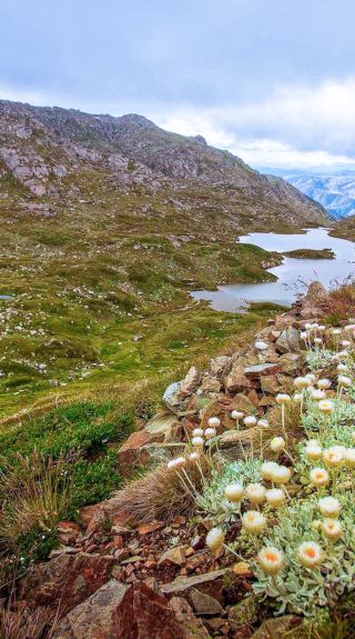 Main Range walking track, Kosciuszko National Park
