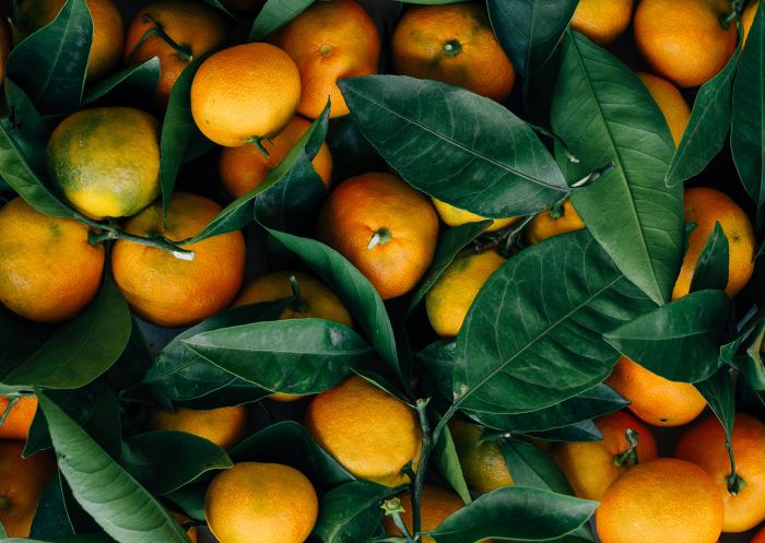 A bucket of mandarins picked fresh from the orchard