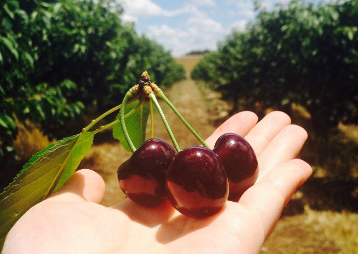 Freshly picked cherries at Wombat Heights Orchard, Wombat